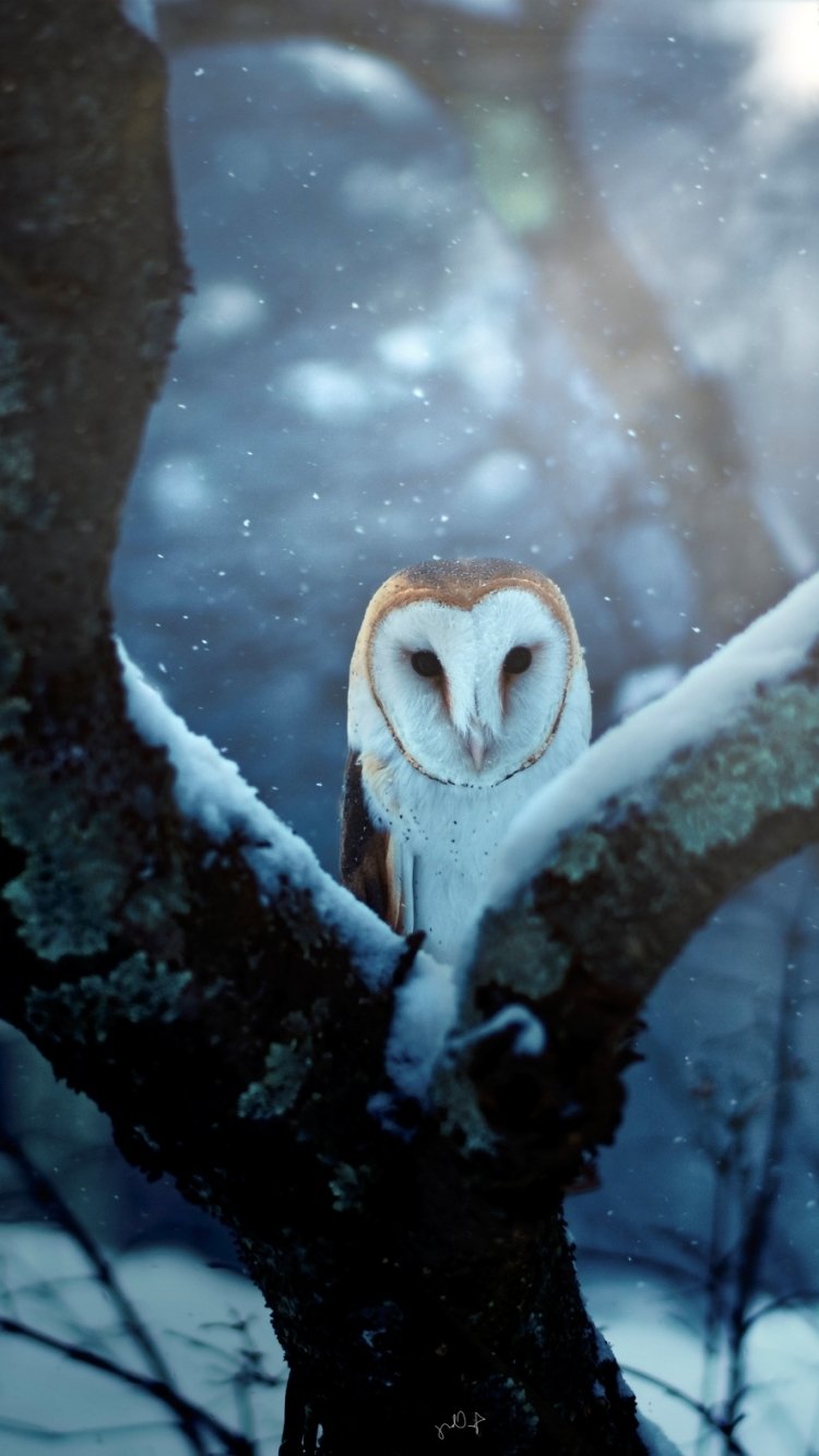 Free download AnimalBarn Owl 750x1334 Wallpaper ID 830767 Mobile Abyss  [750x1334] for your Desktop, Mobile & Tablet | Explore 33+ Owl Mobile  Wallpapers | Cute Owl Wallpaper, Owl City Wallpapers, Owl City Wallpaper