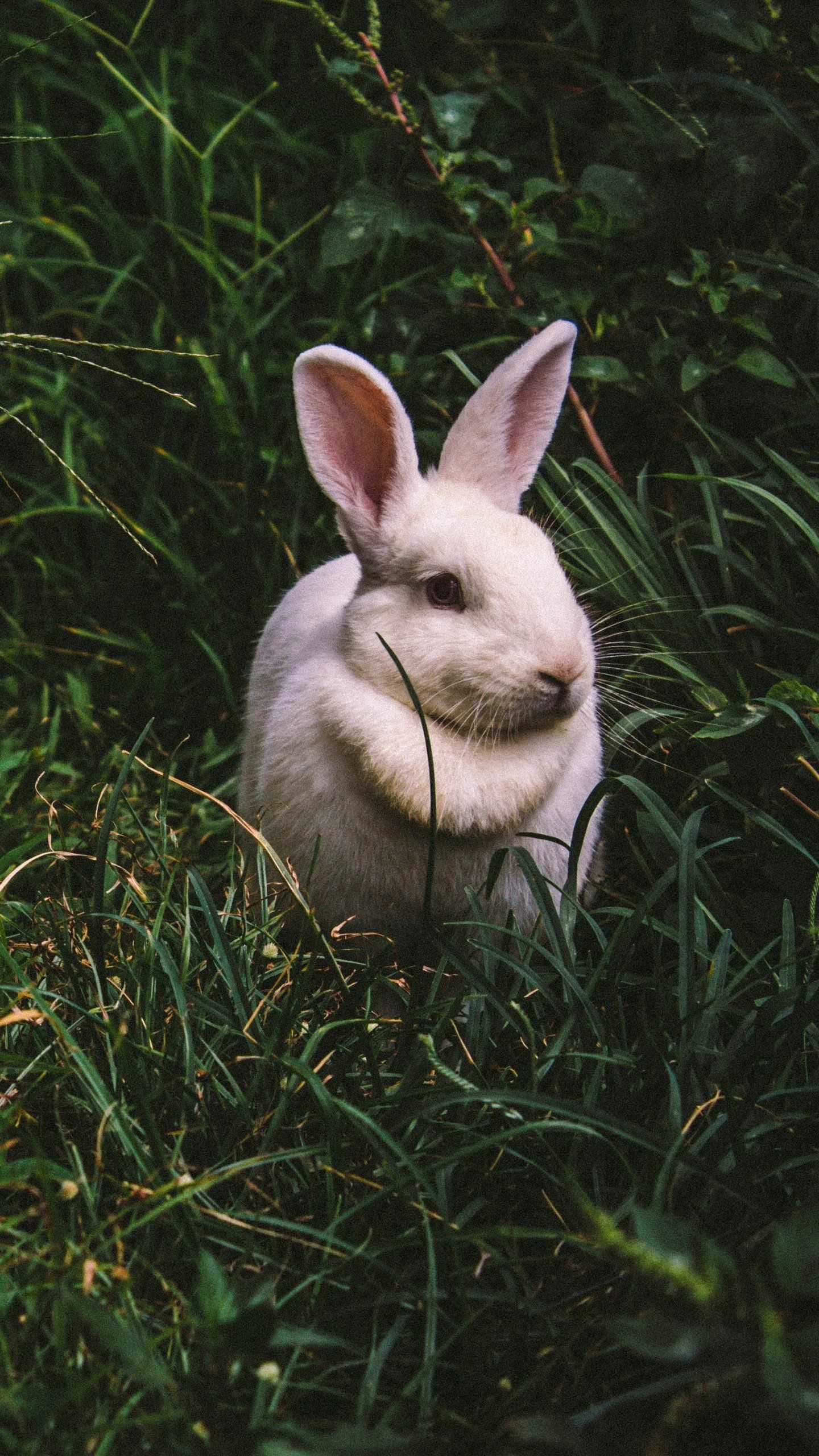 Cute White Rabbits Wallpaper