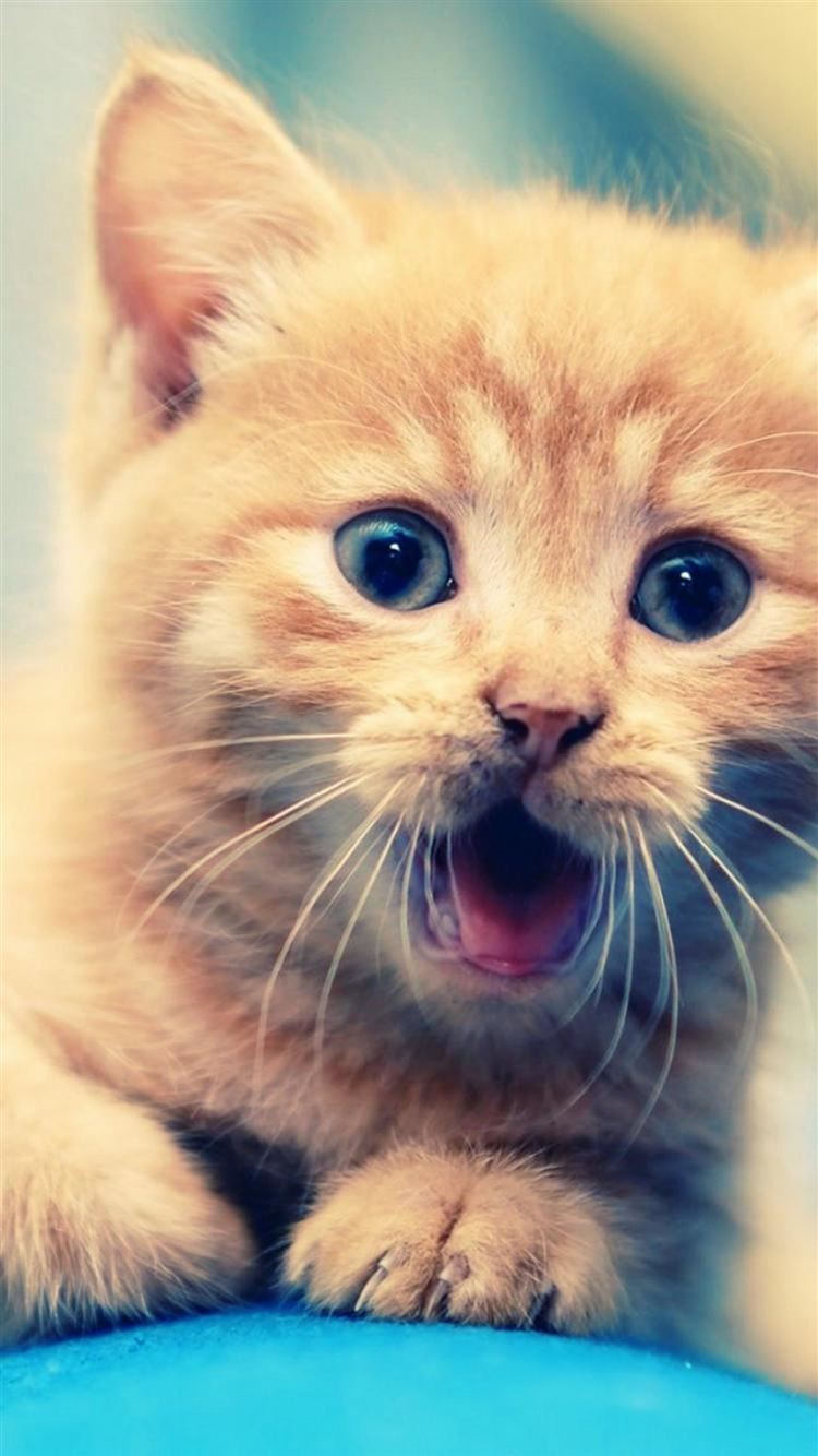 Little Shouting Staring Kitten Cat Animal iPhone Wallpaper
