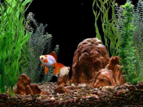 Goldfish Aquarium Is Also Patible With