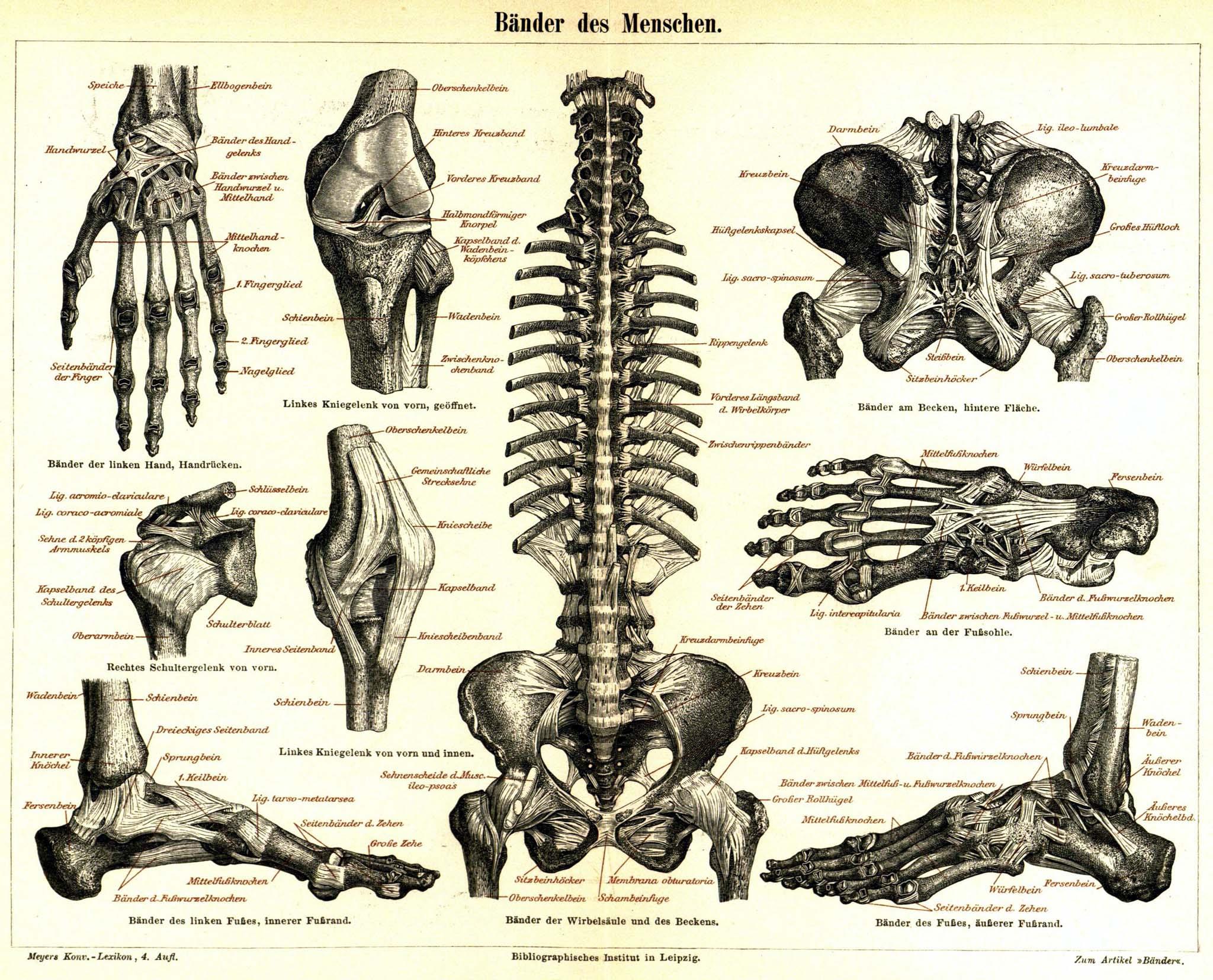 Medicine Anatomy Wallpaper 2048x1656 Medicine Anatomy Skeletons