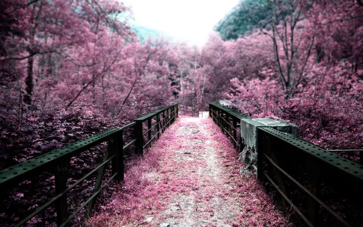 Cherry Blossom On The Bridge Wallpaper HD For
