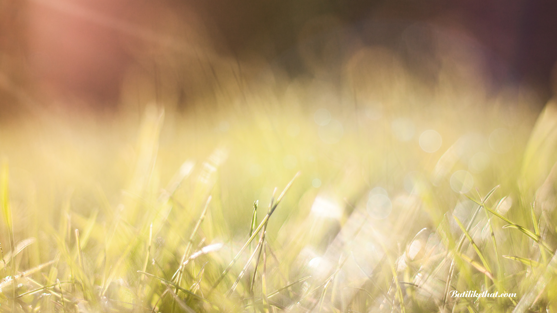 Wallpaper Grass Sunlightgrass Sunlight