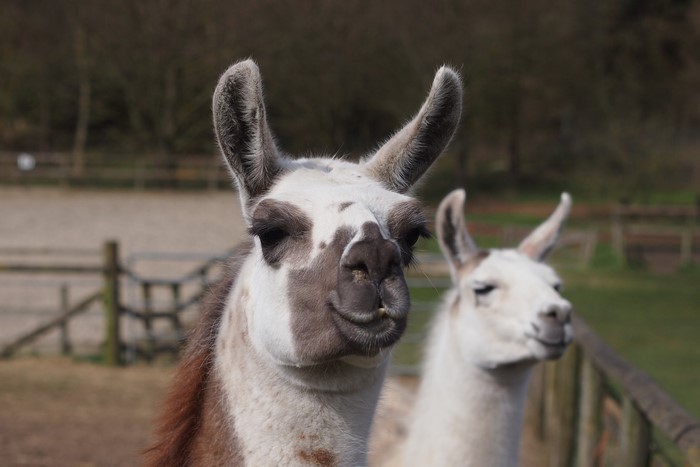 Lama HD Wallpaper