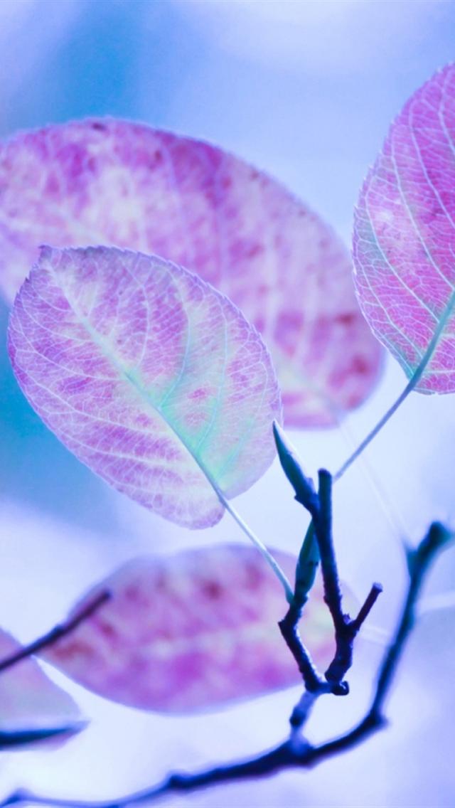 Cute Purple Leaves HD Wallpaper For iPhone Site