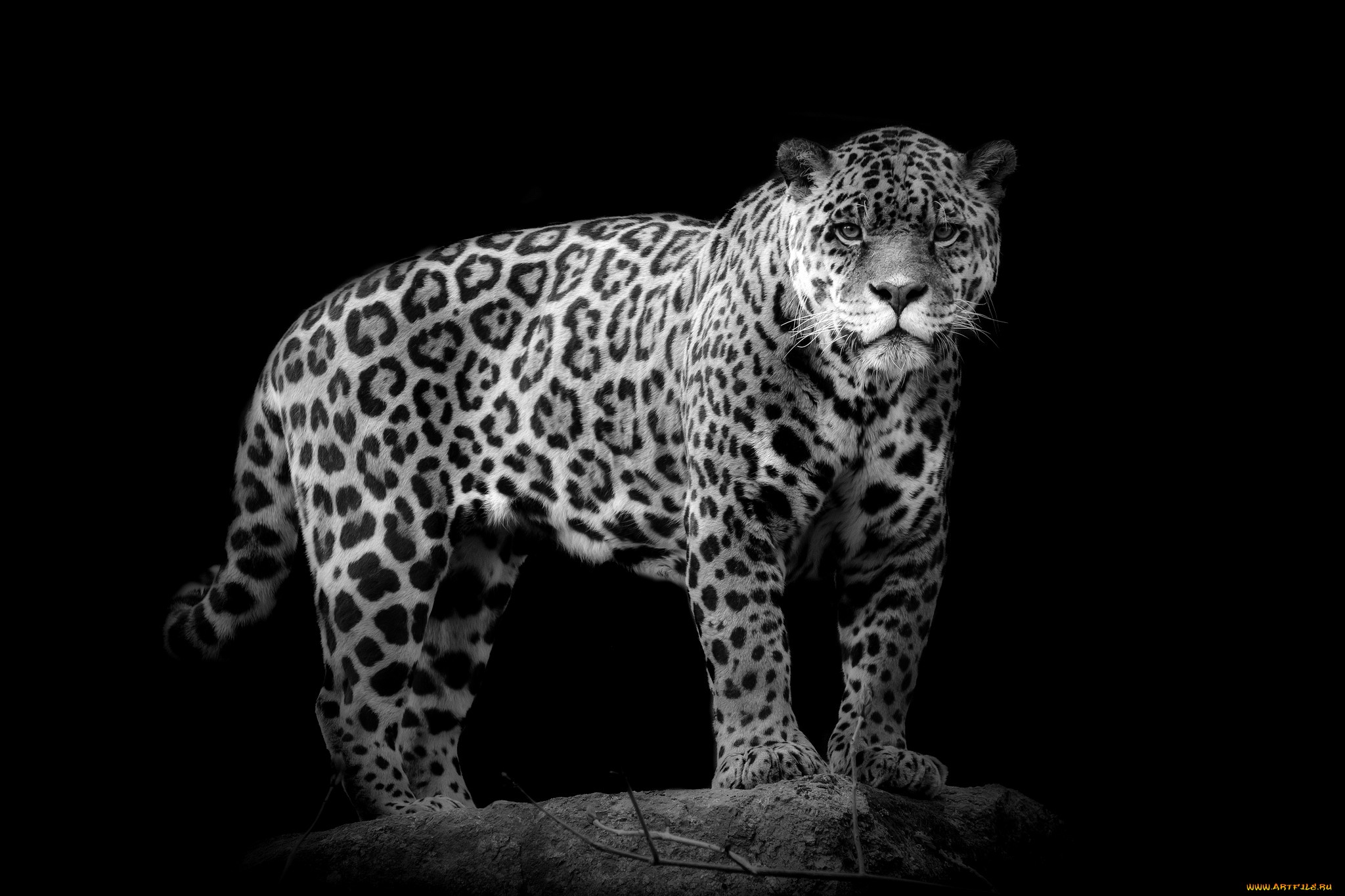 Majestic Jaguar HD Wallpaper