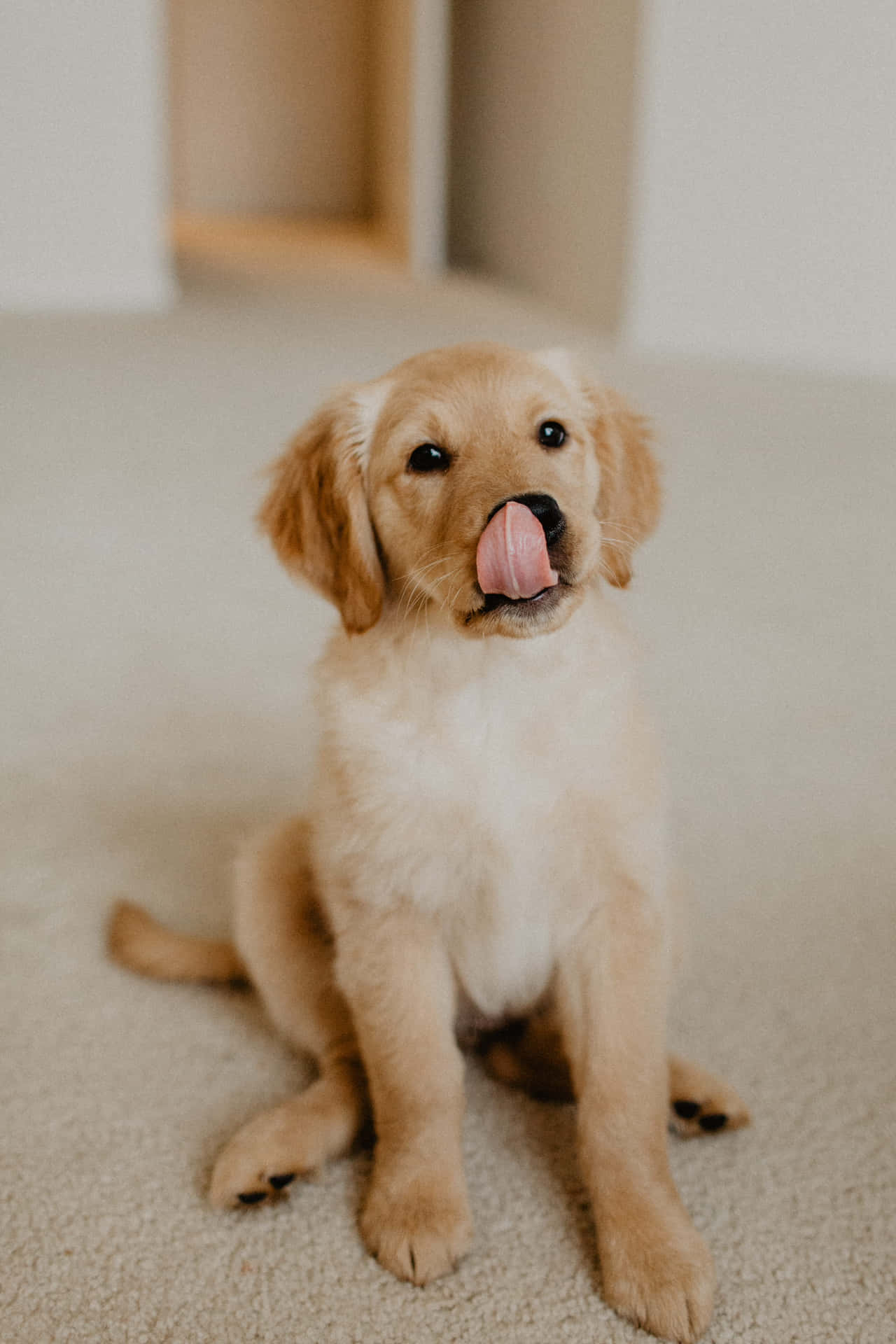 Puppy Background Wallpaper