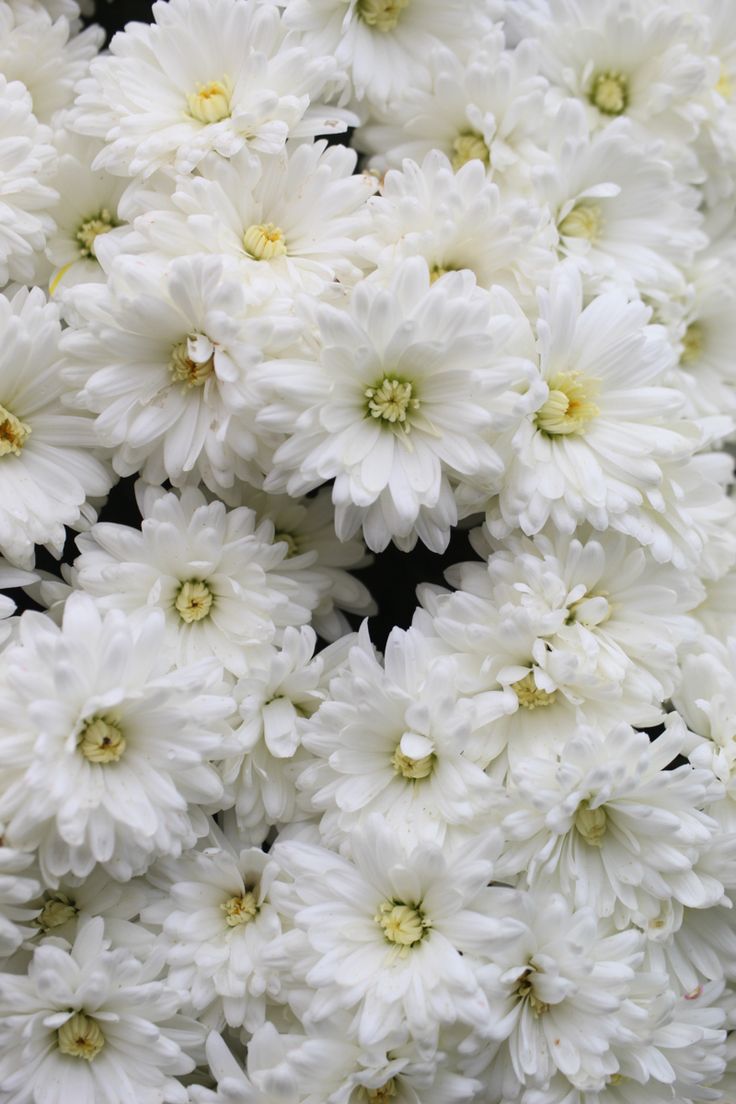 White Flower Wallpaper For iPhone