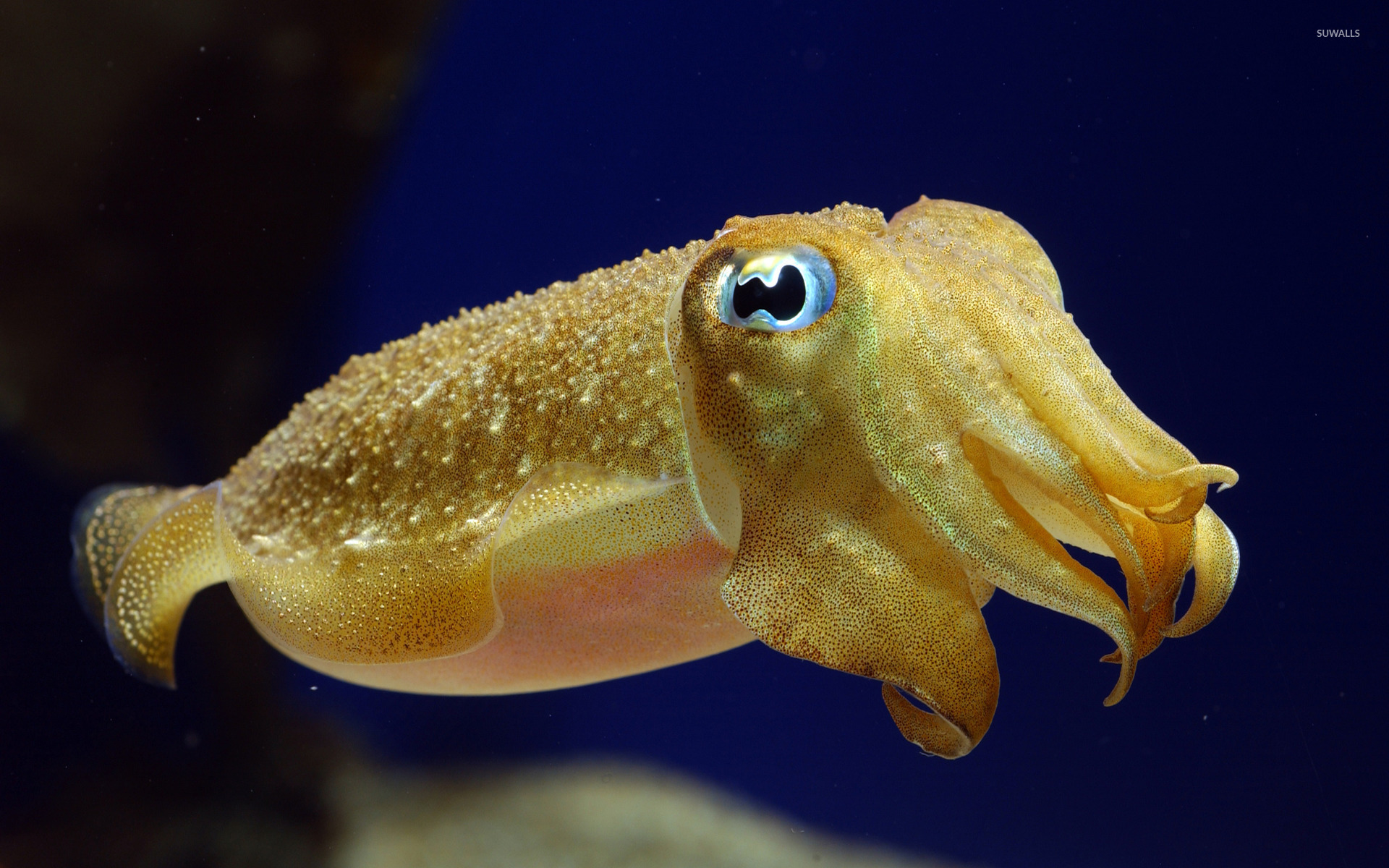 Cuttlefish Wallpaper Animal