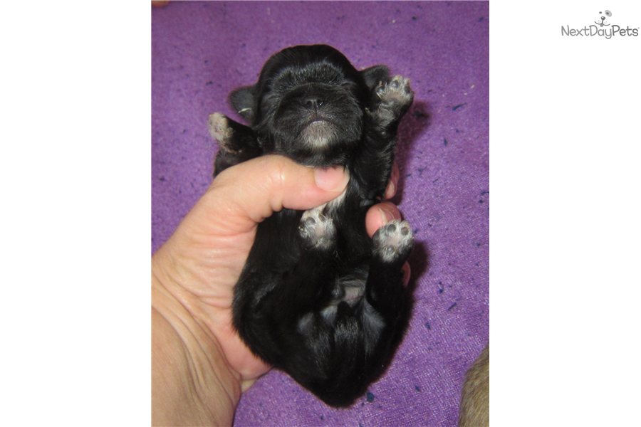Related Pictures Akc Champion Chinese Crested Puppies