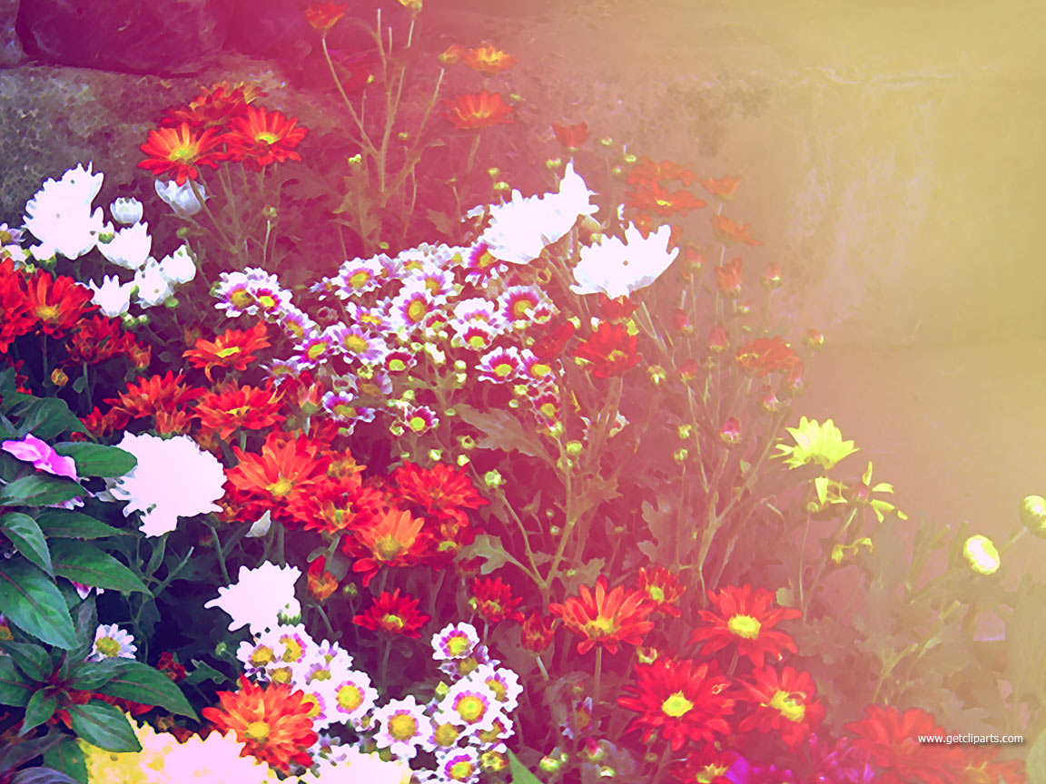 Colorful Flowers Design Background Wallpaper
