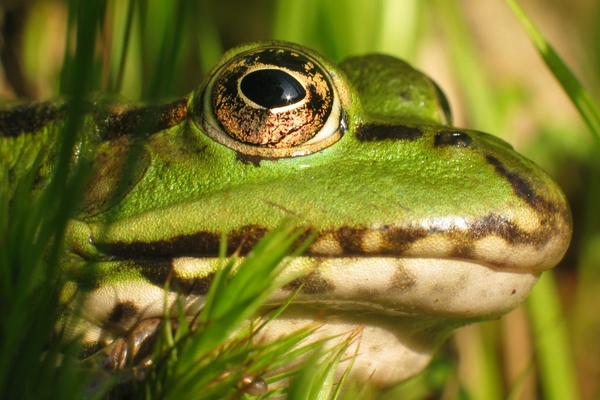 Frogs Wallpaper Desktop