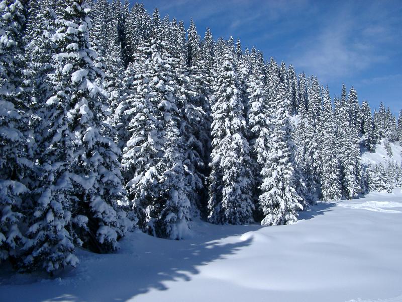 Scenic winter landscape with a snow covered forest of pine trees with