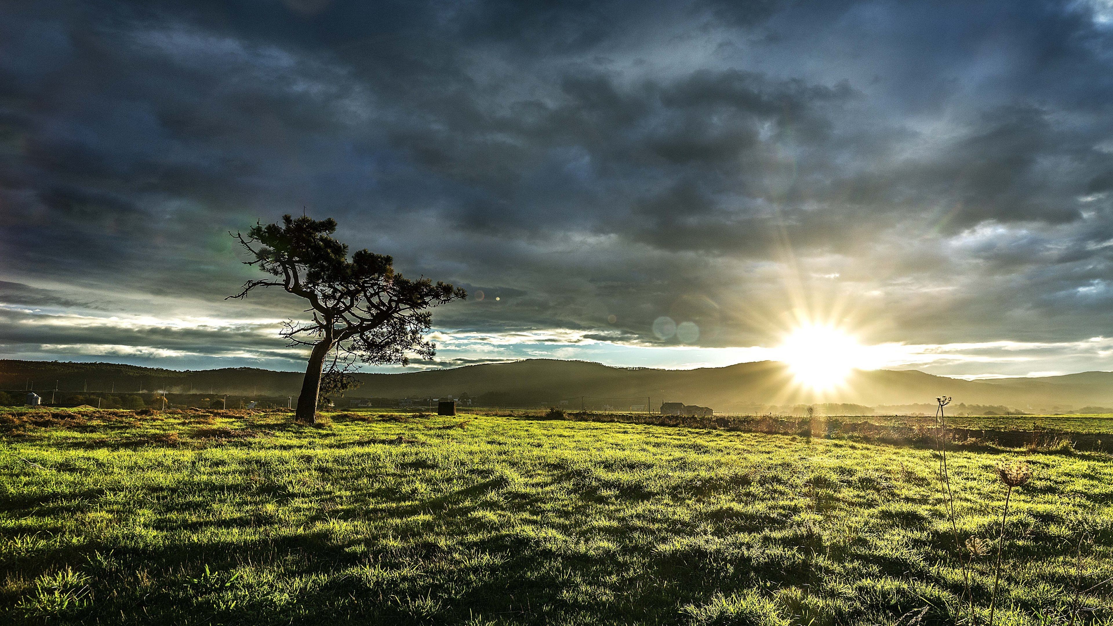 4K HD desktop wallpaper of a serene sunrise over a green field with a lone tree