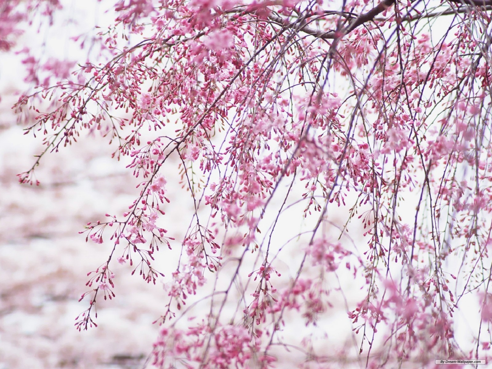 Desktop Background Cherry Blossoms Flower Wallpaper