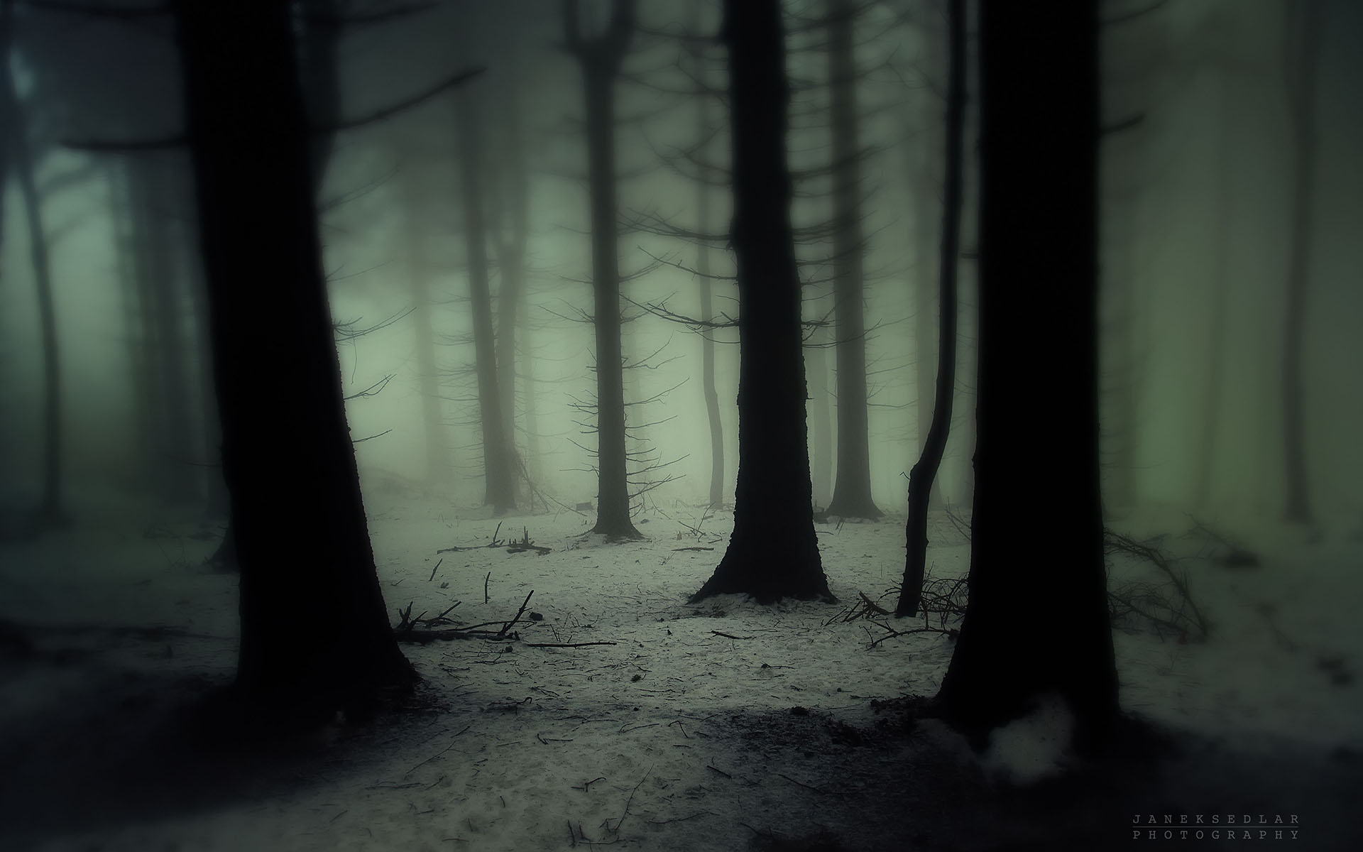 Nature Landscapes Trees Forest Wood Gloom Snowing Snow