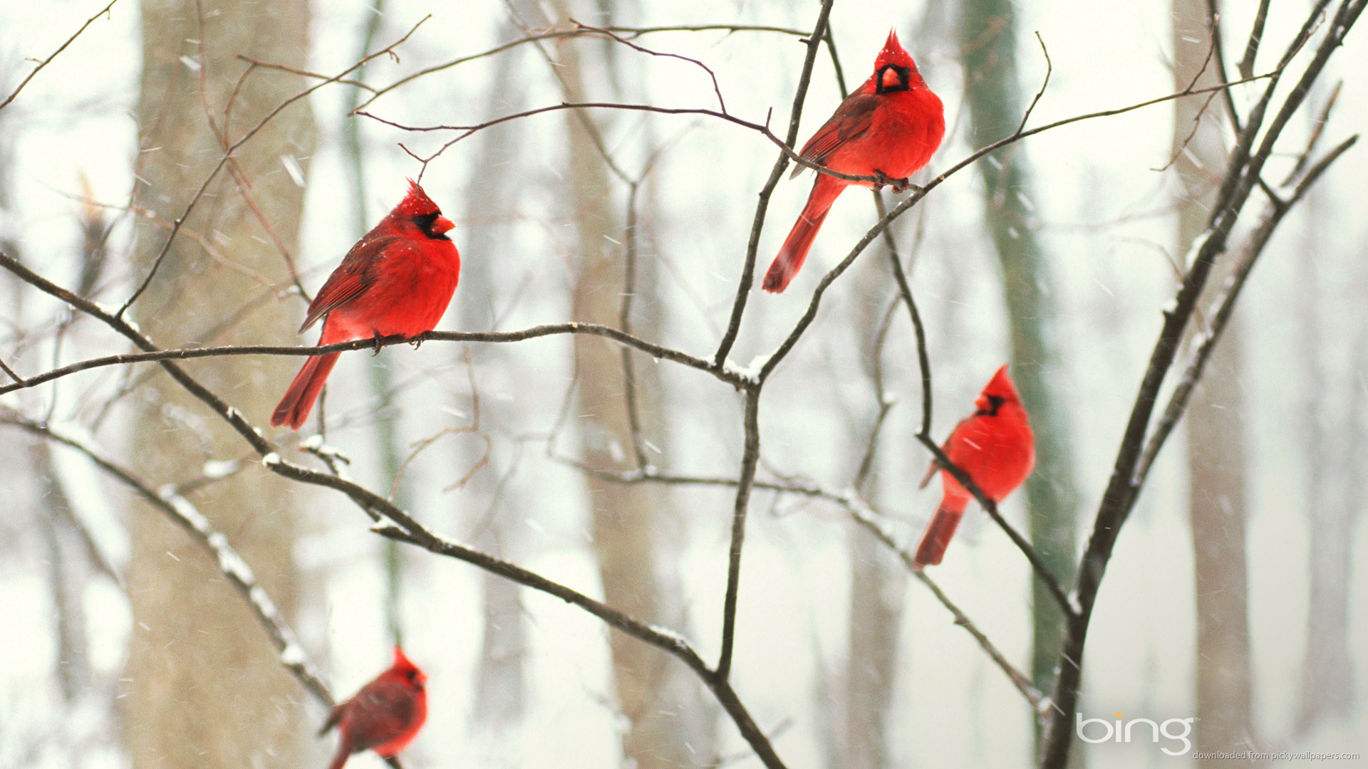 Bing Male Northern Cardinals In The Snow Picture For iPhone