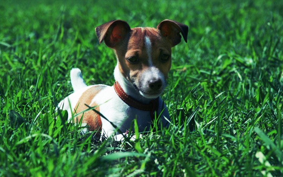 Le Jack Russell Terrier Wallpaper
