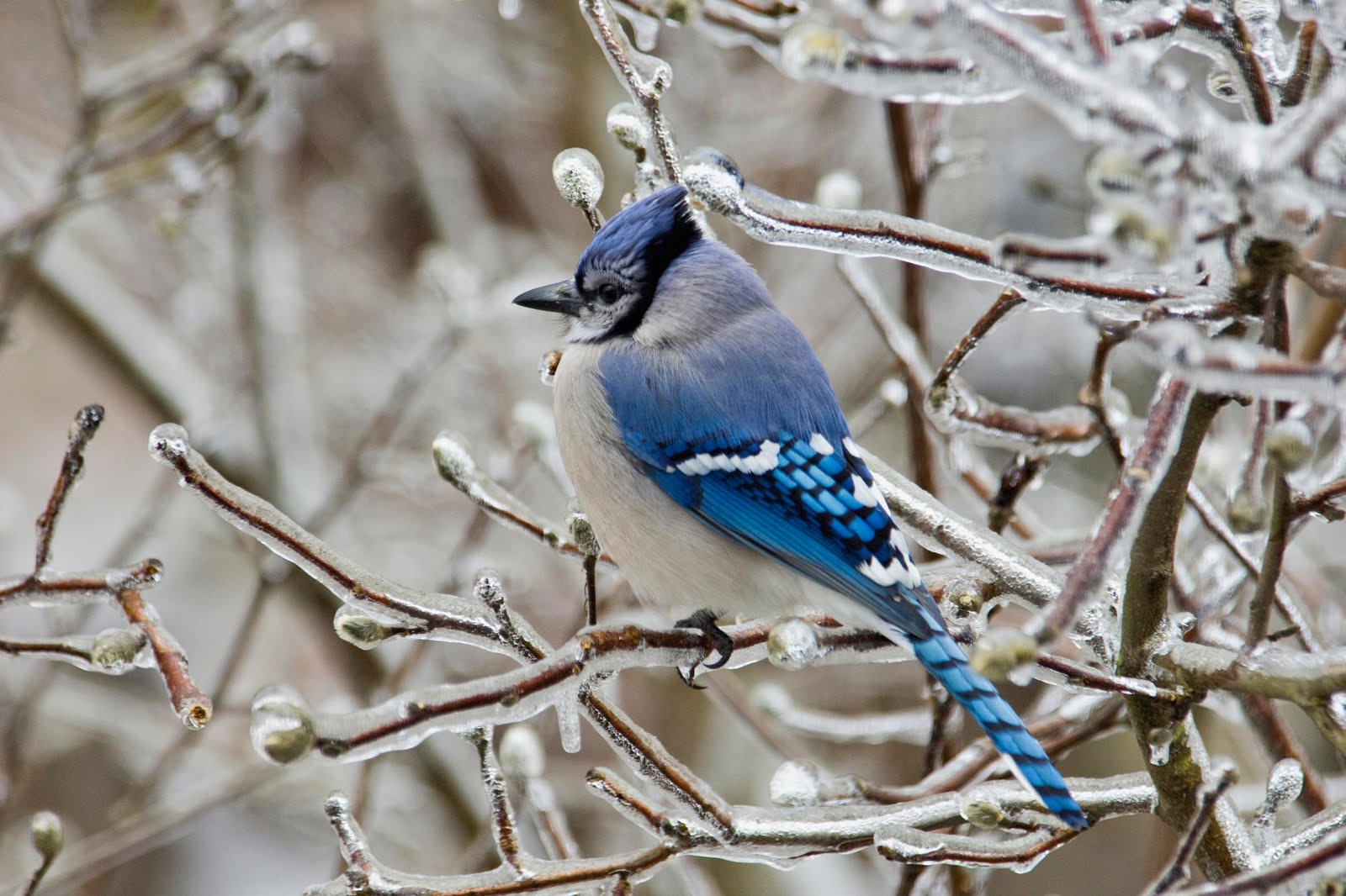 Blue Bird In Ice Nature Wallpaper