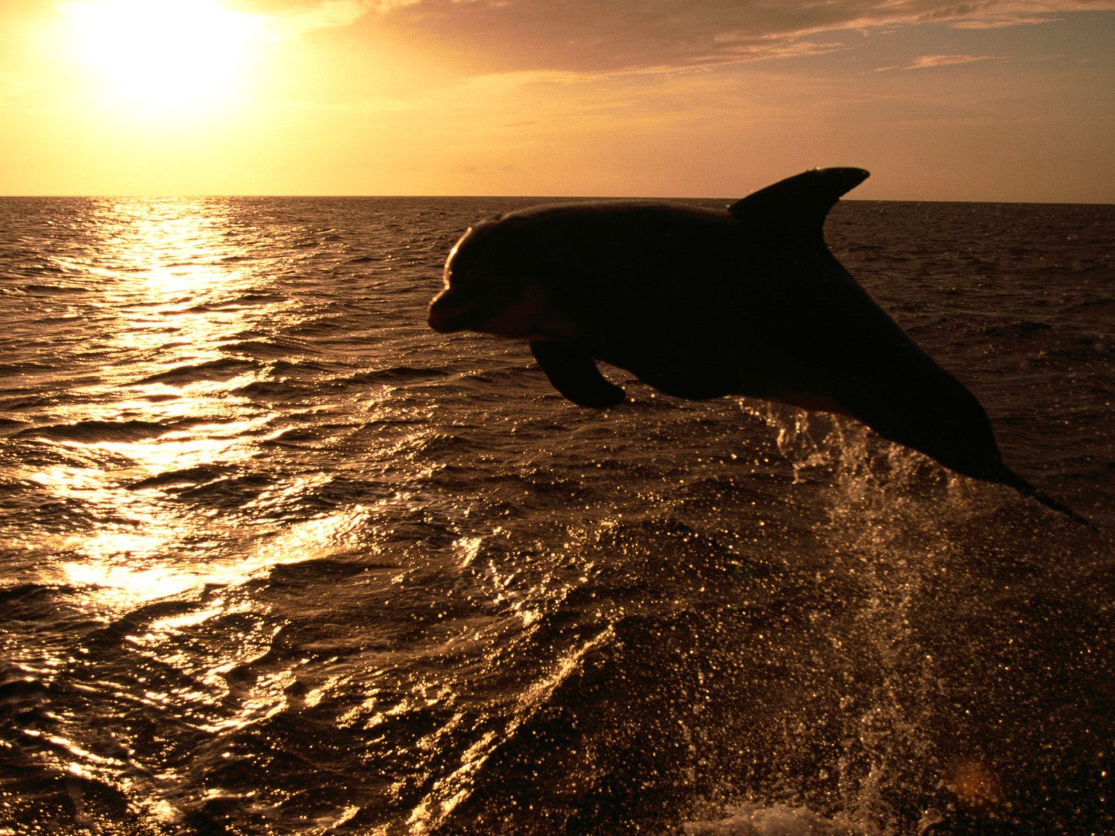 Dolphin In The Sunset Wallpaper Stock Photos