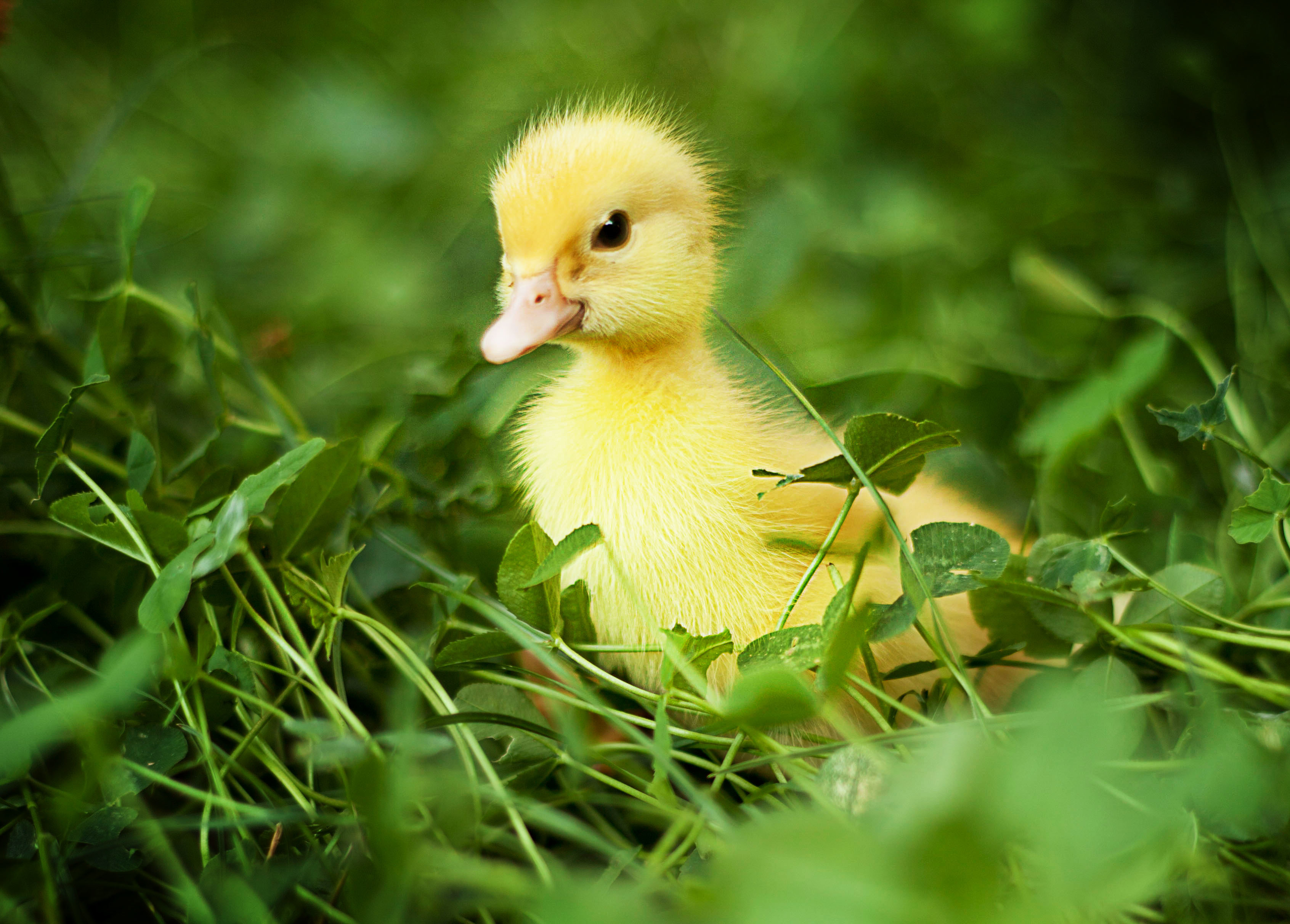 Duck Full HD Wallpaper And Background Id