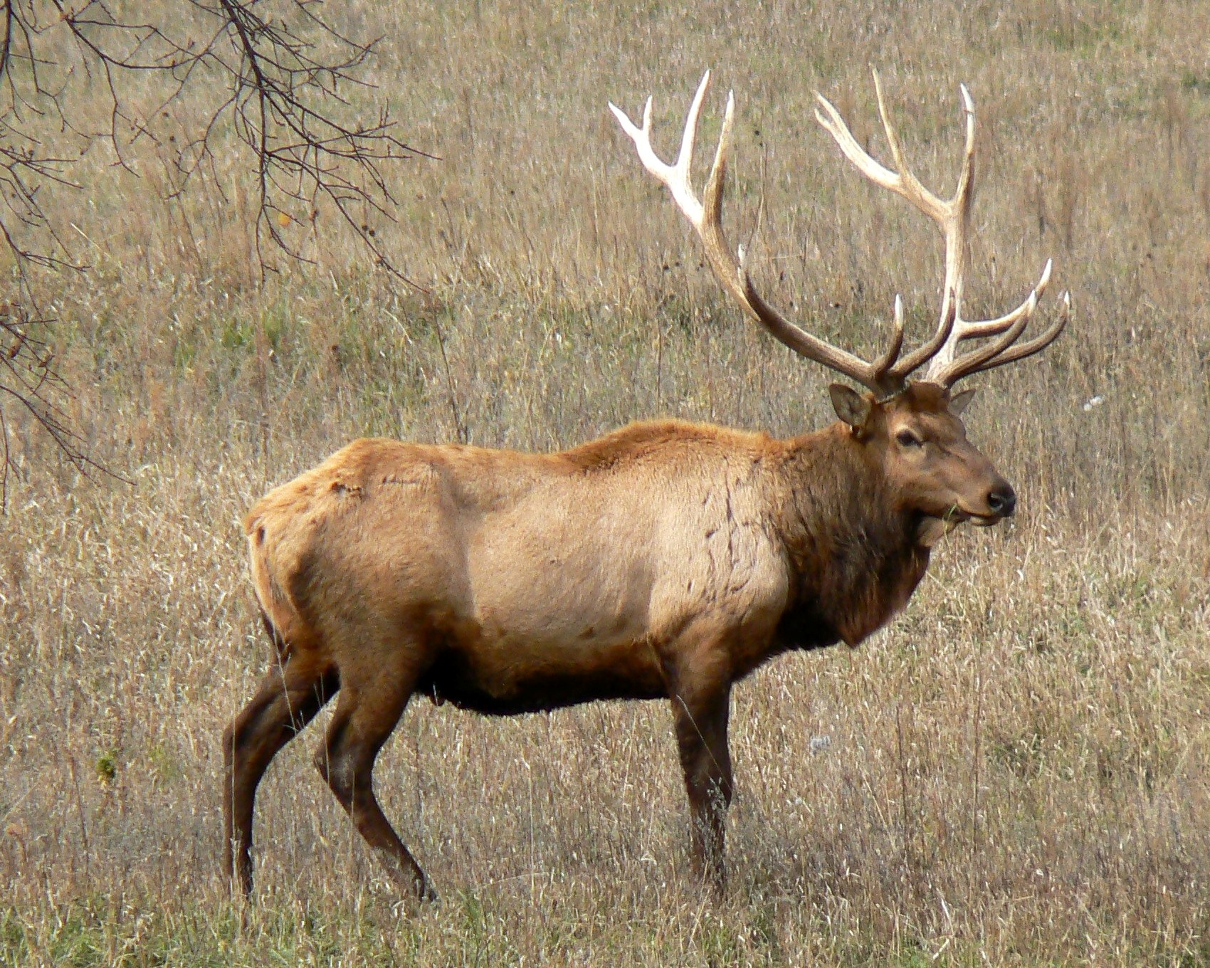 File Rocky Mountain Bull Elk Jpg Wikipedia The Encyclopedia