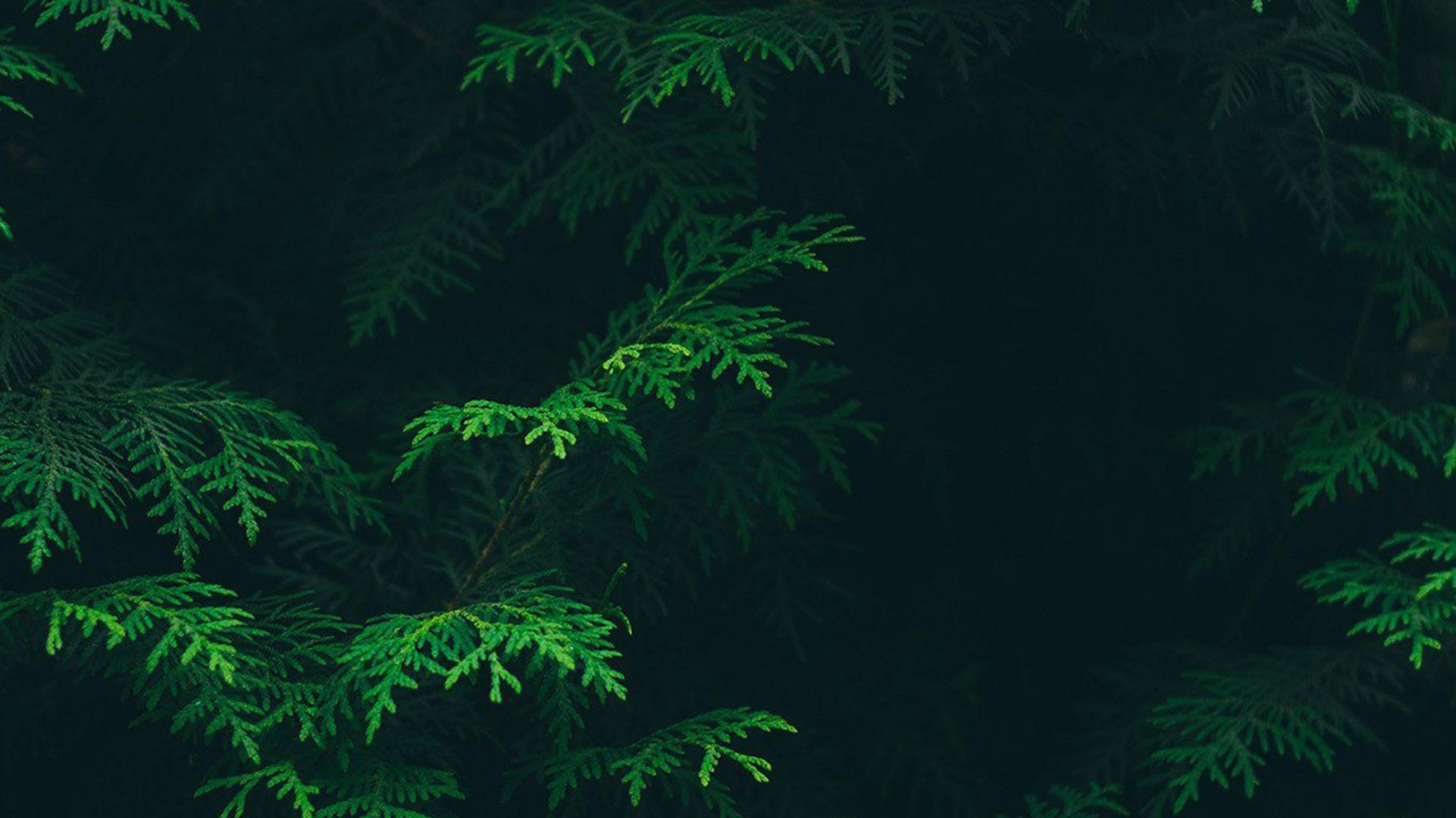 Green Aesthetic Background HD