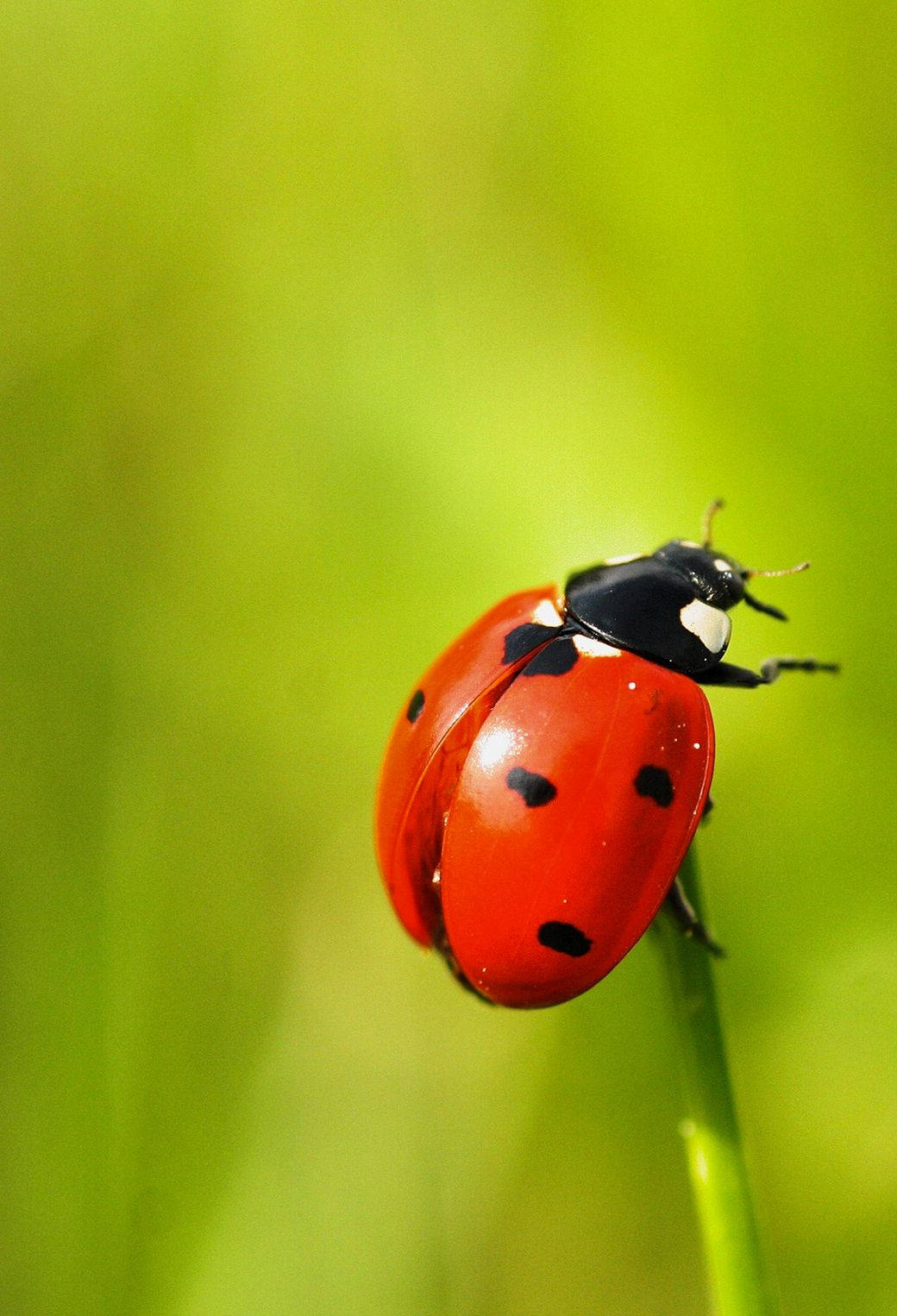 Ladybug Beetle Herbivore Insect 8erjk2zizjyit8dz Wallpaper