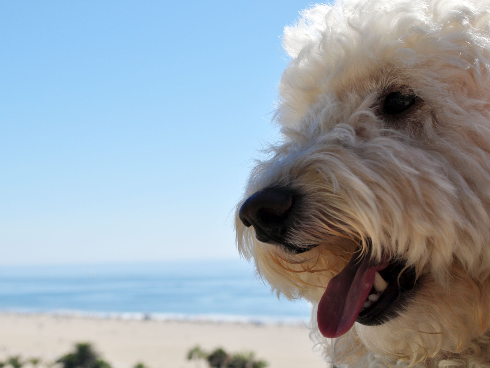 Poodle Screensaver Screensavers For Android