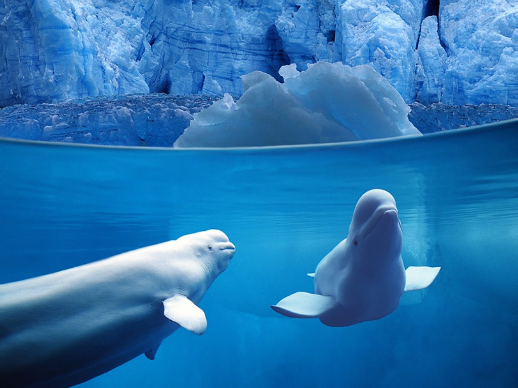 belugas under water background water animal desktop wallpaperjpg 1024x768