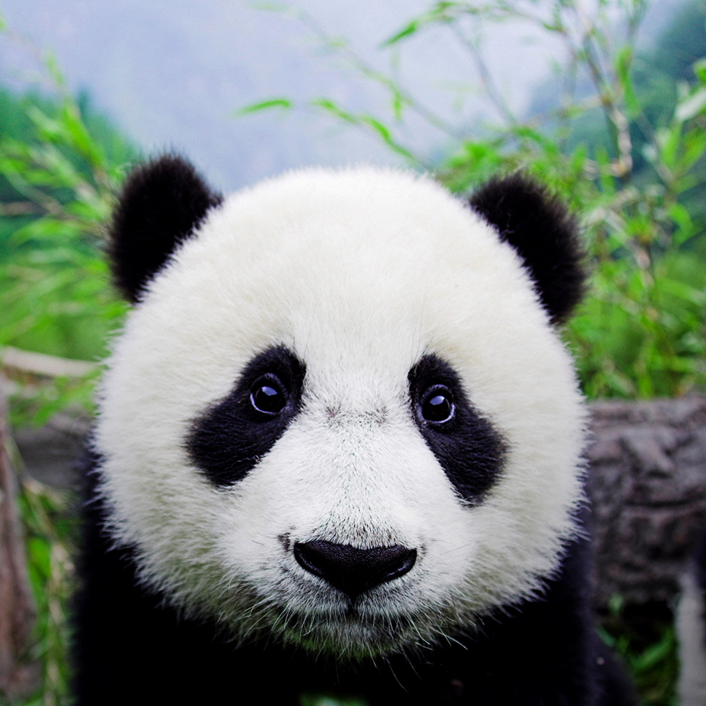 Mundo Da Biologia Panda Fotos E Um Fichamento