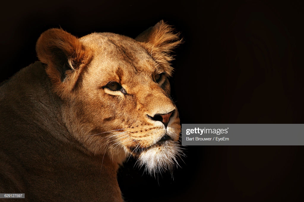 Lioness Looking Away Against Black Background High Res Stock Photo