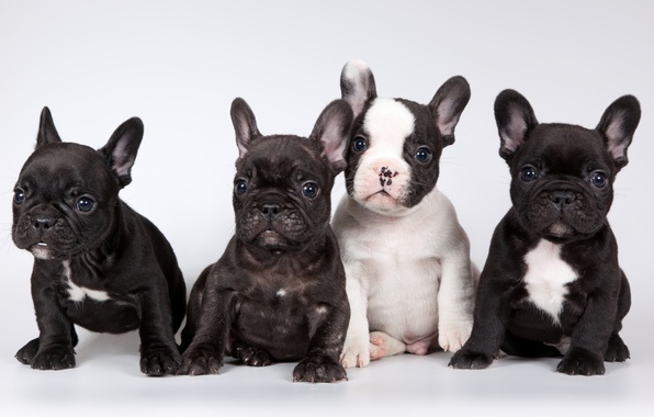 Wallpaper French Bulldog Cute Puppies Image For Desktop