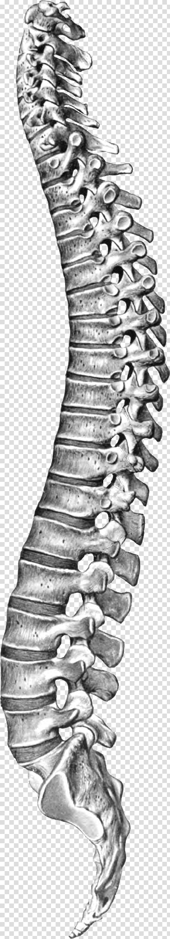 Vertebral Column Spinal Cord Coccyx Transparent Background