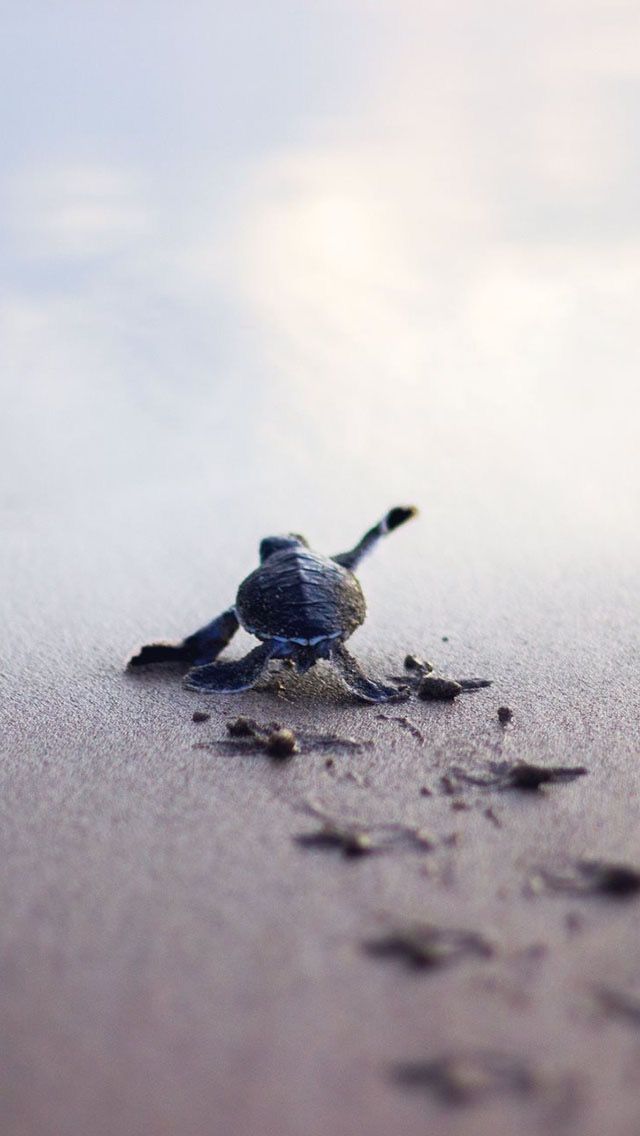 Baby Ocean Turtle Struggling To Get The Survive