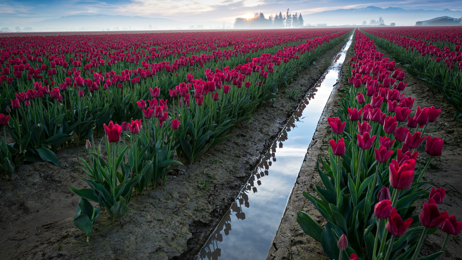Red Tulips Field Ditch Water Desktop Pc And Mac Wallpaper