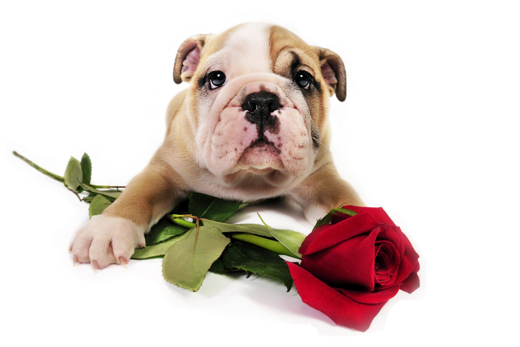 English Bulldog Puppy With Valentine Rose In Front Of A White