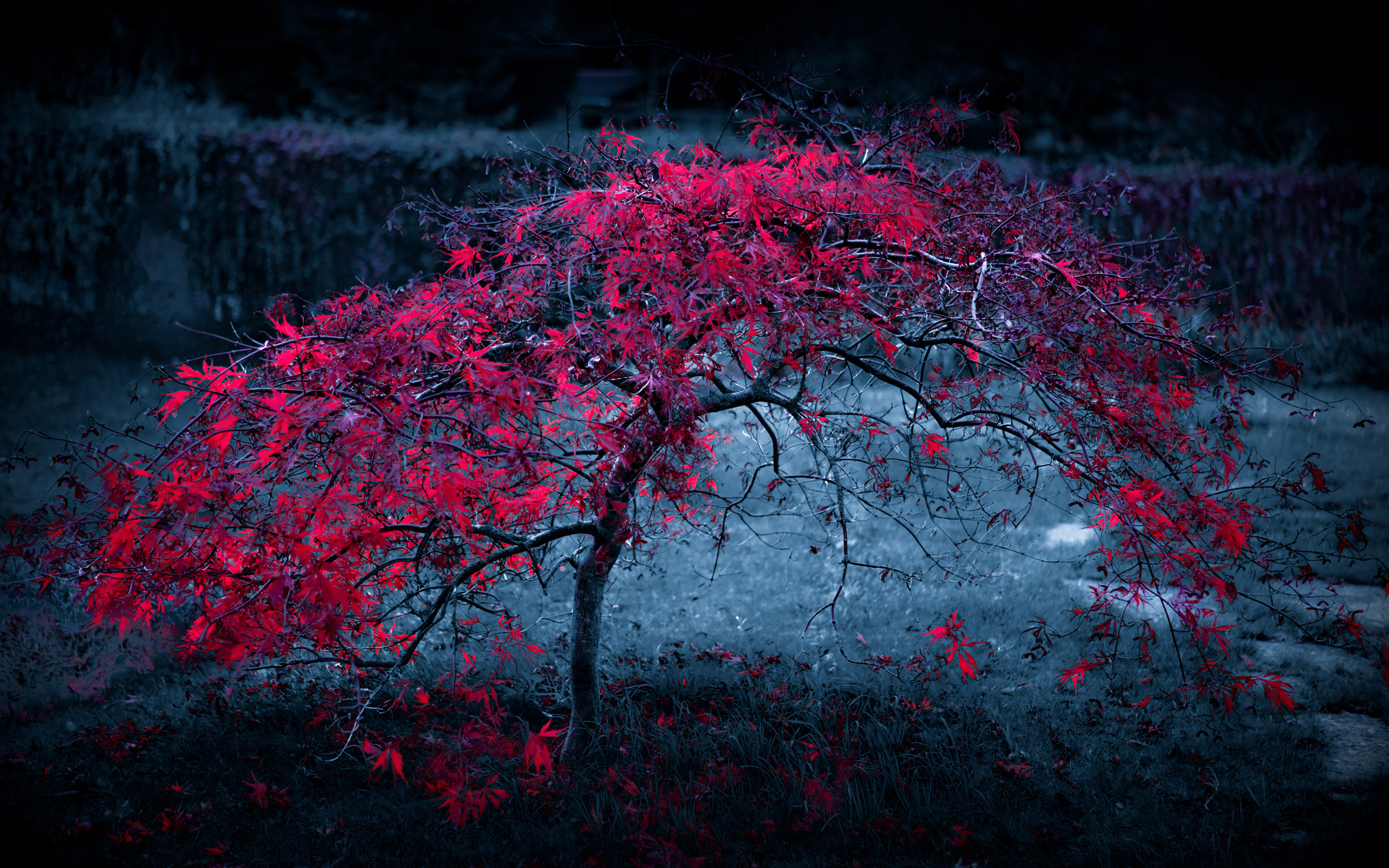 purple red leaf tree