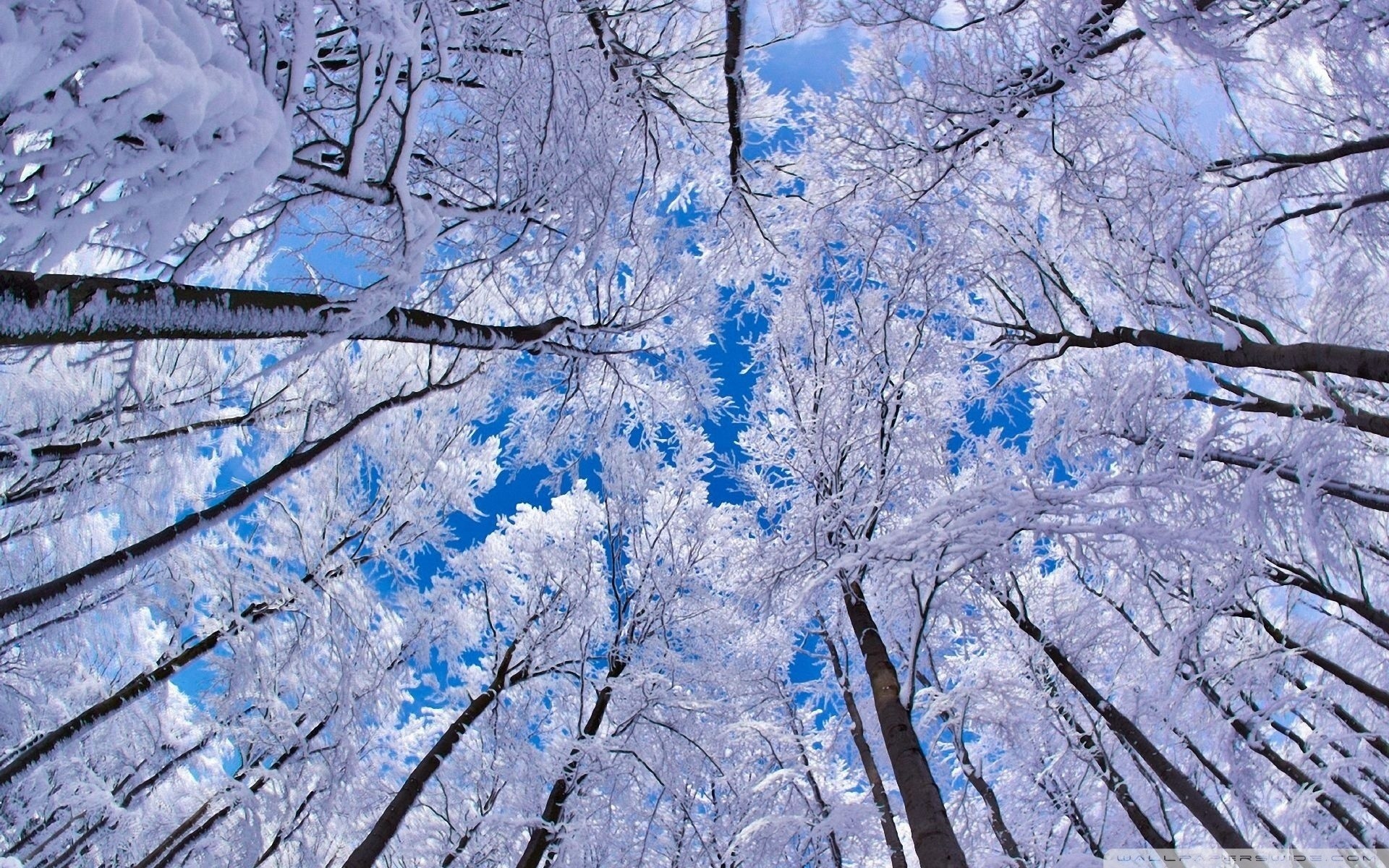 Winter Solstice Wallpaper