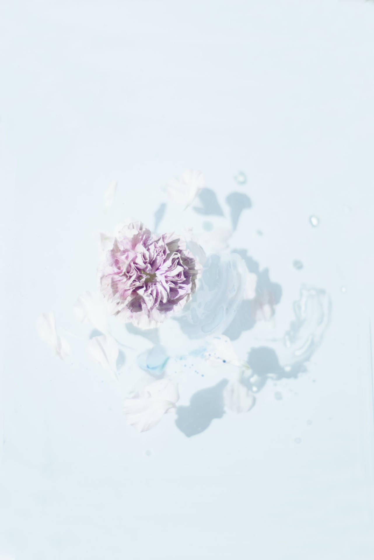 Flower Android Wallpaper