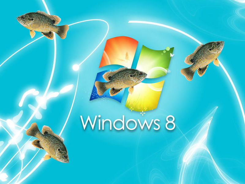 Sunfish Wallpaper Desktop Environment Swimming Fish