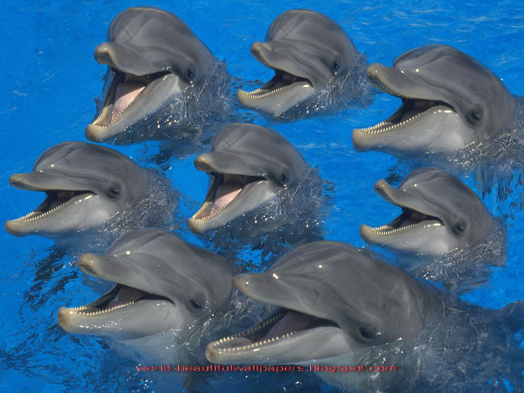 Beautiful Wallpaper Dolphins