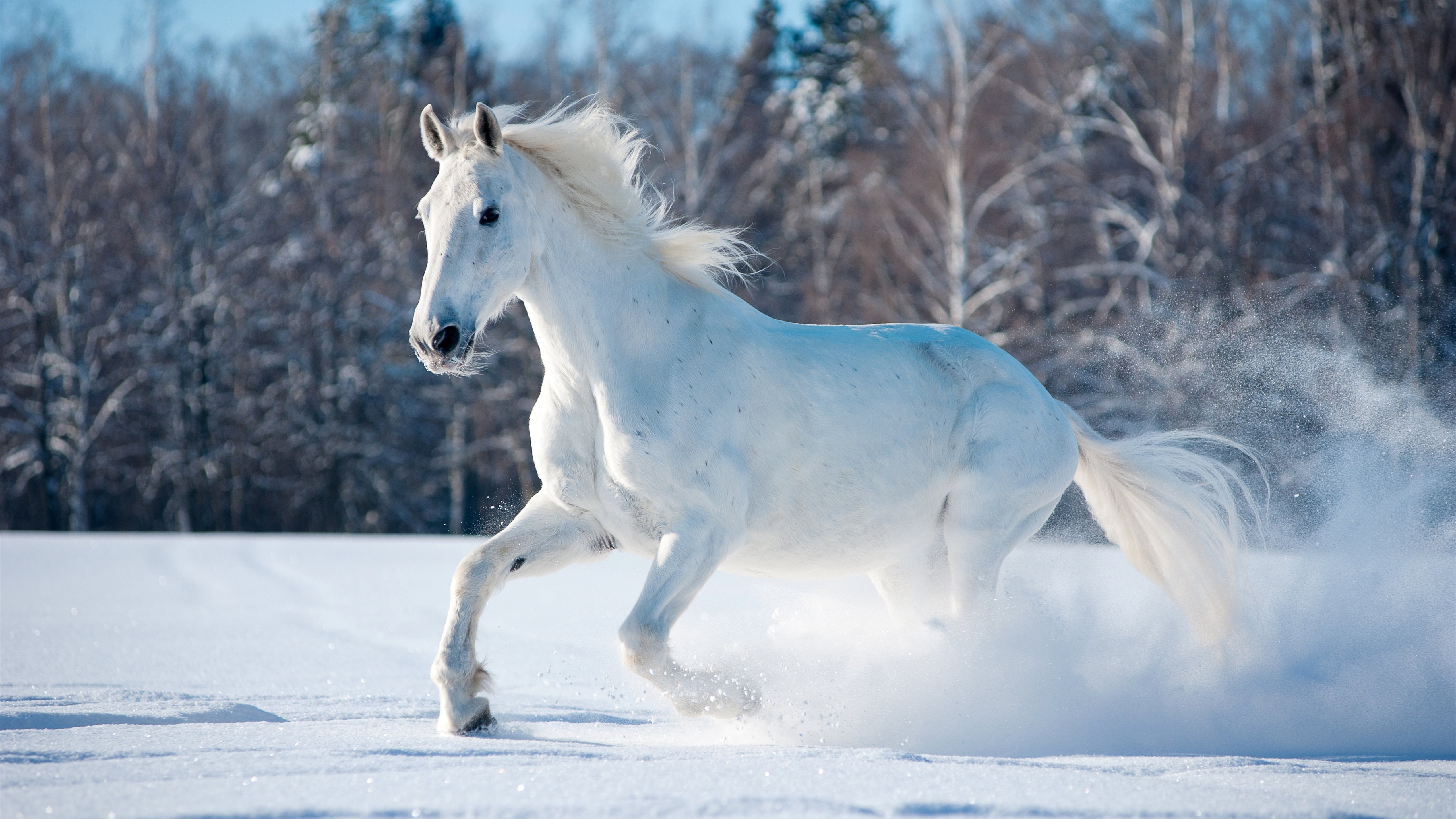 White Horse Running In Snow 5k Wallpaper