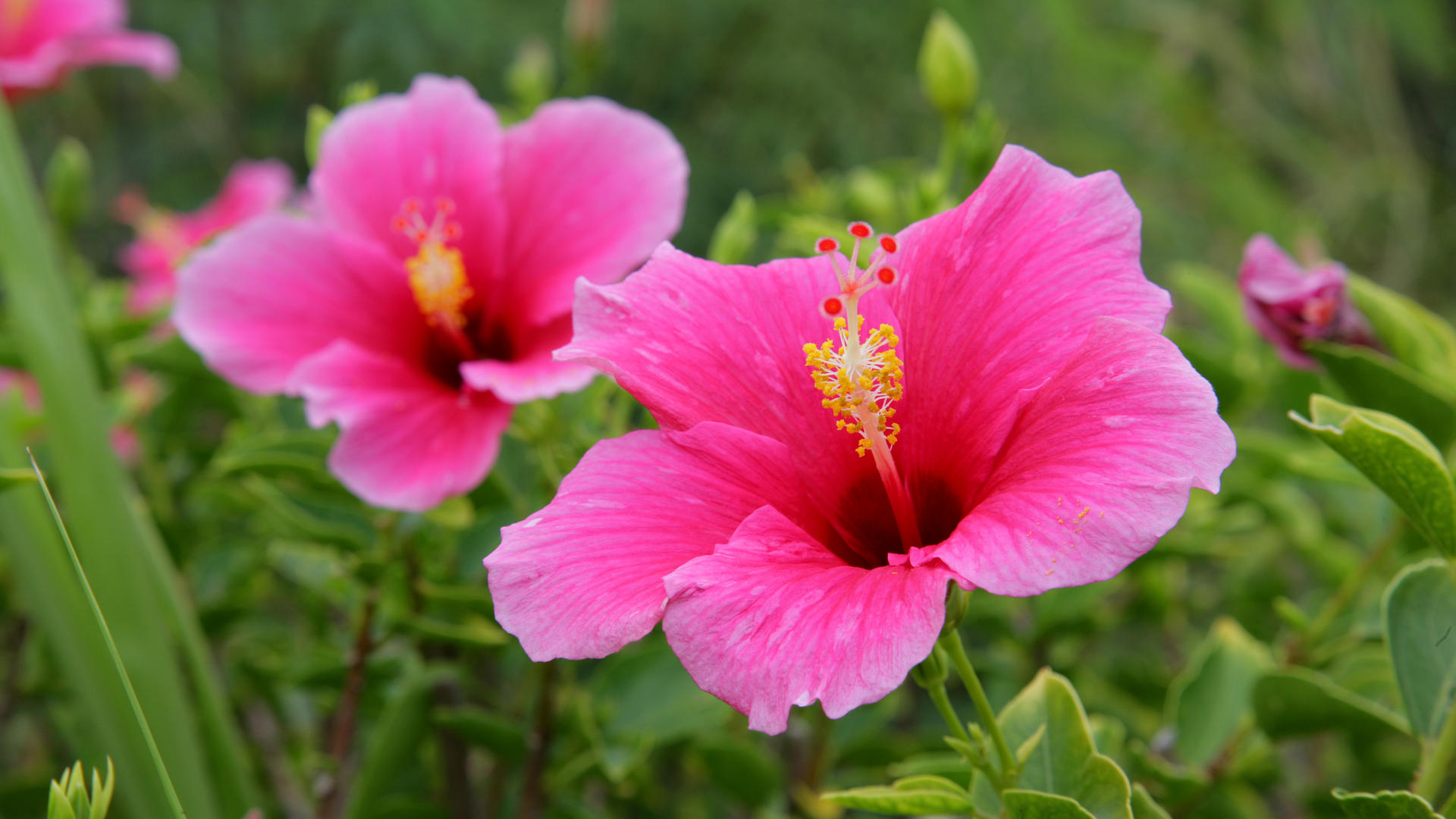 Hibiscus Wallpaper