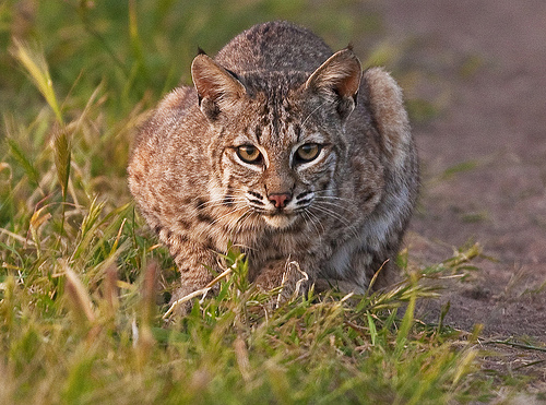 Bobcat Lynx Rufus Montana De Oro State Park Ca A Photo On