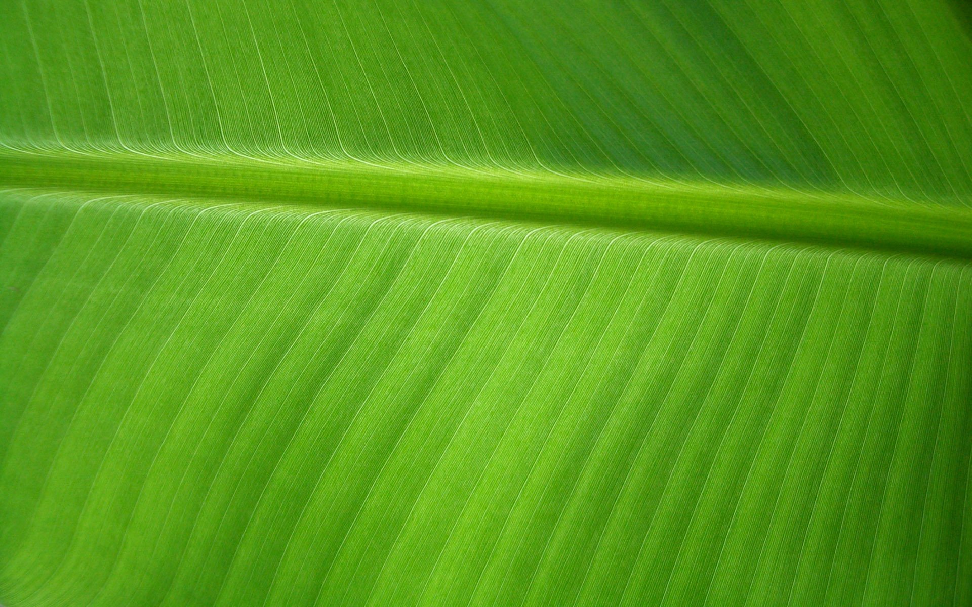 Banana Leaf by OrodrethC 1920x1200