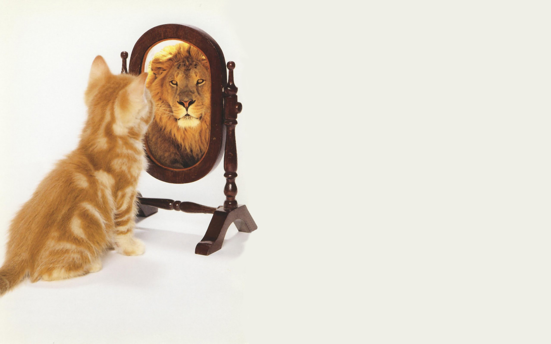 Cat Looking In Mirror Sees Lion