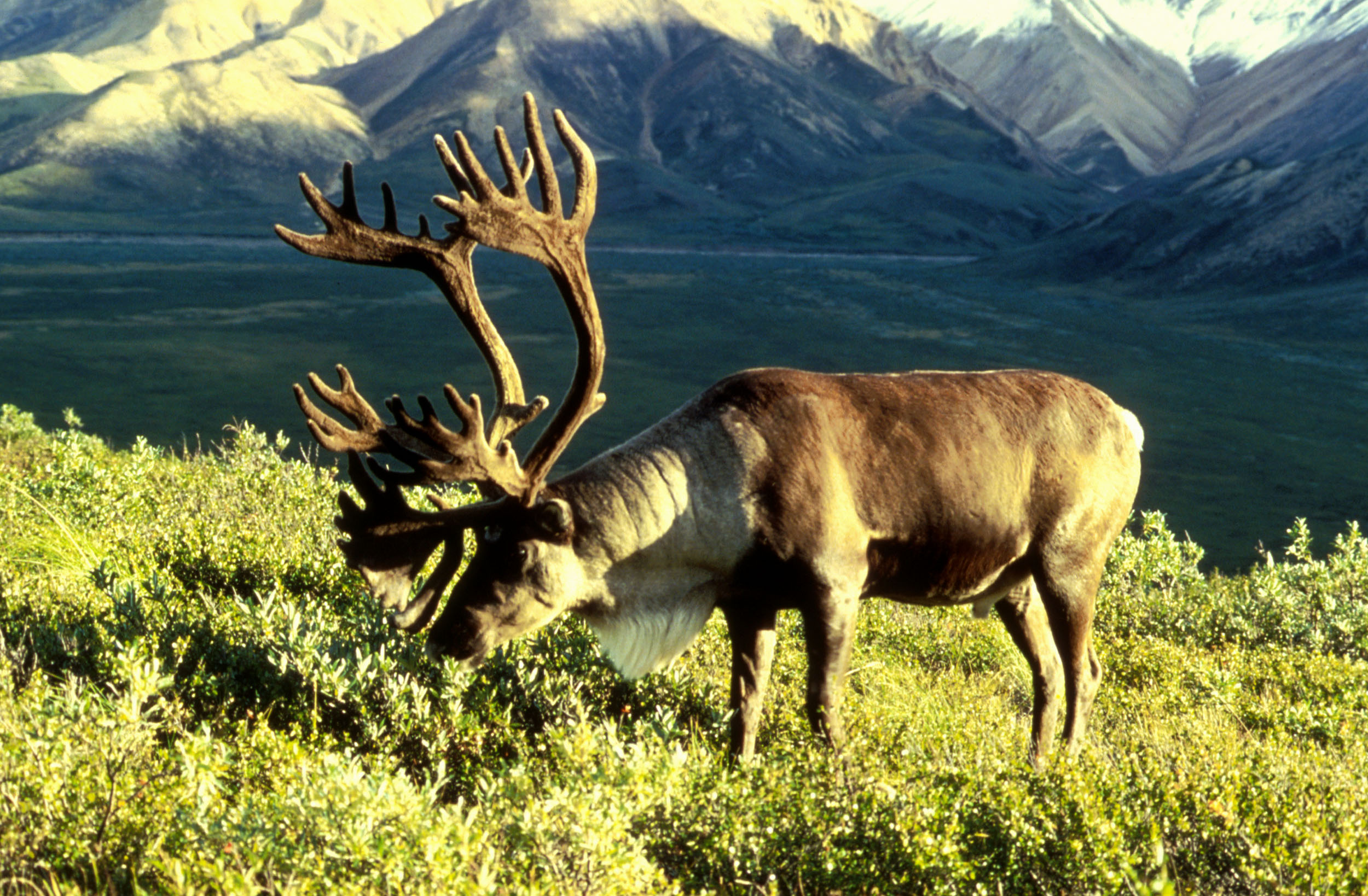 Real Reindeer HD Wallpaper Animals