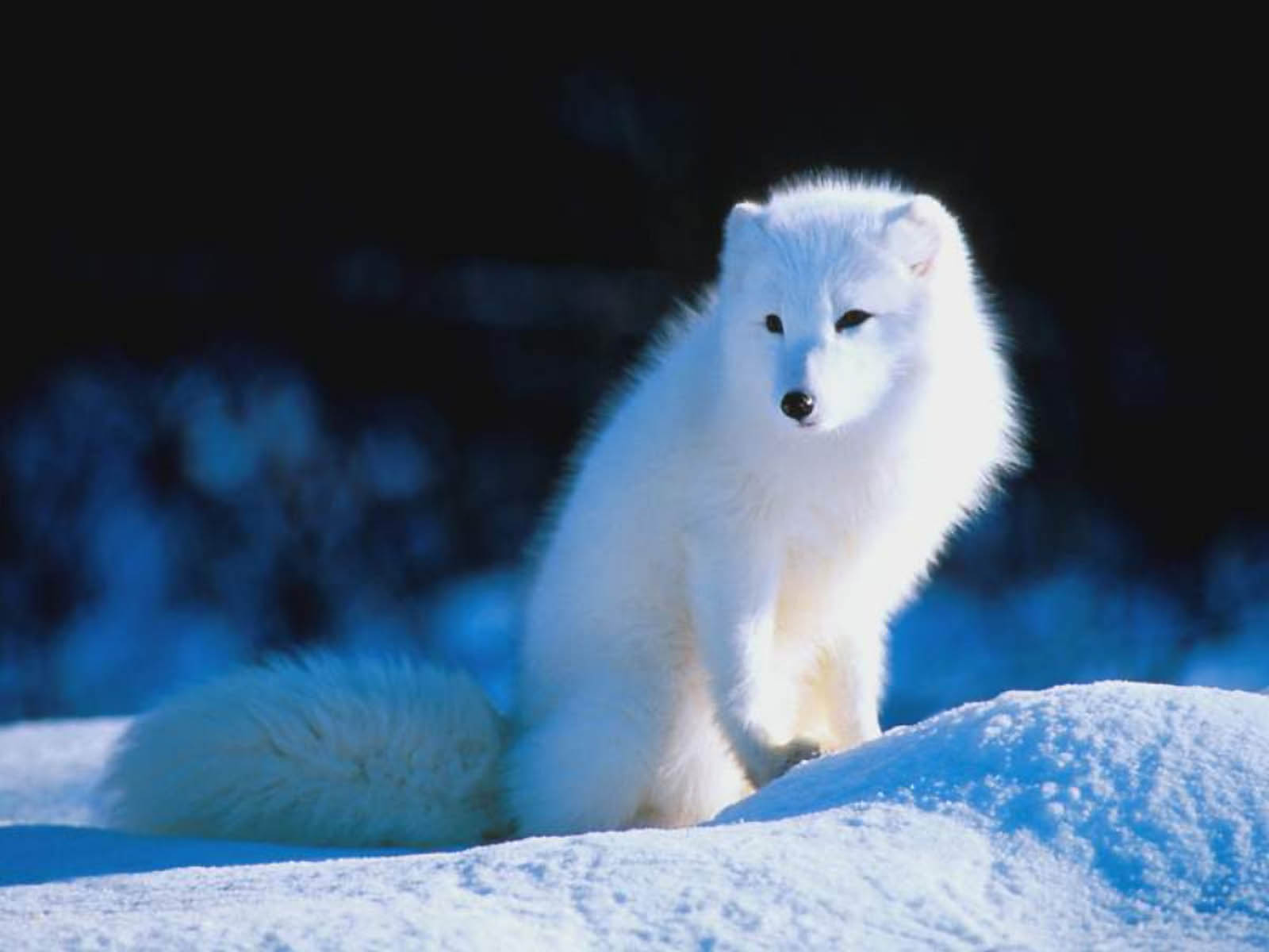 Arctic Fox Wallpaper Screensavers