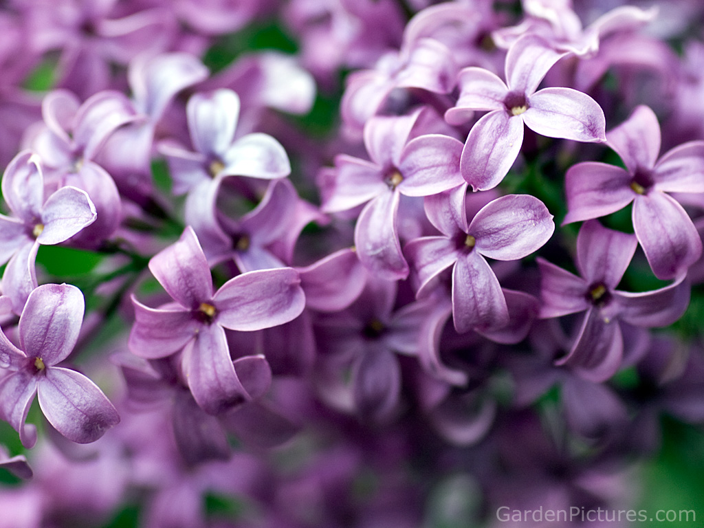 Lilac Purple lilacs symbolize the first emotions of love while white